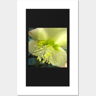 The Shining and Tender Winter Yellow Hellebore Posters and Art